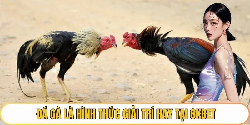 Đá gà là hình thức giải trí hay tại 8KBET