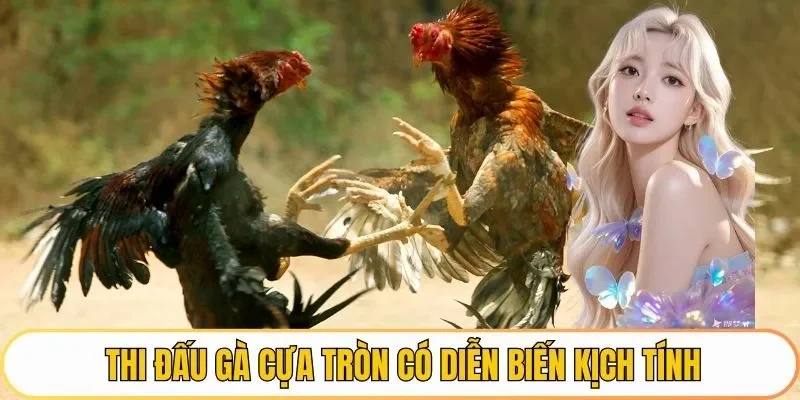 Thi đấu gà cựa tròn có diễn biến kịch tính